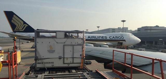 Shipping Fever Prevention: Why Insurers Are Turning to VetTrue™ Horse Temperature Technology