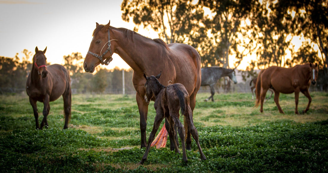 Reinventing Biosecurity: VetTrue™ Remote Horse Thermometer System Used Successfully in EHV-1 Management