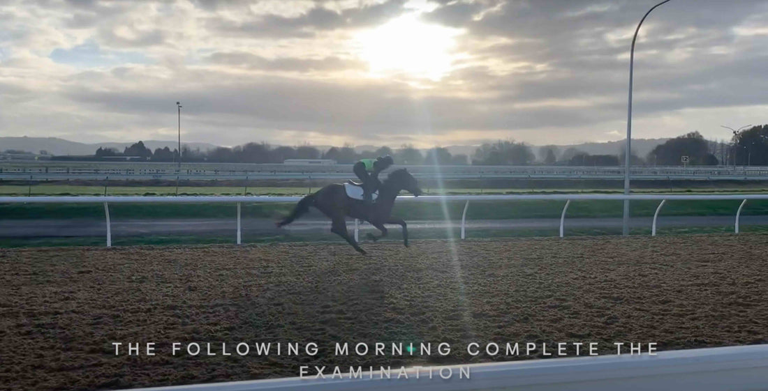 Beyond the Thermometer: How 24-Hour Horse Temperature Tracking Improves Pre-Purchase Confidence