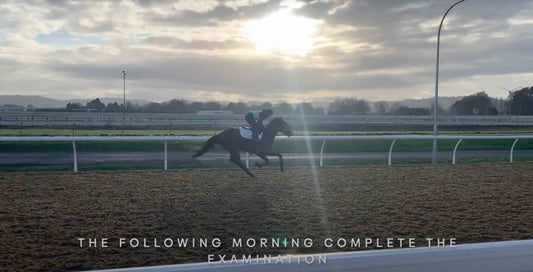 Beyond the Thermometer: How 24-Hour Horse Temperature Tracking Improves Pre-Purchase Confidence