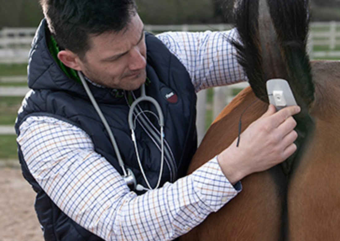 Attaching a TailTab sensor to a horse