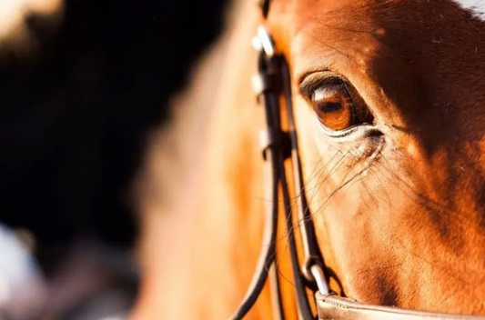 How Early Temperature Monitoring Can Protect Horses During the U.S. EHV-1 Outbreak
